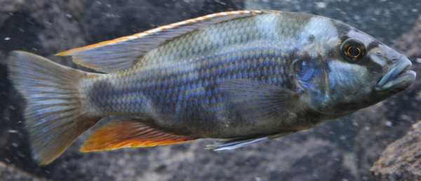 Nimbochromis livingstoni