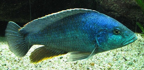 Nimbochromis polystigma
