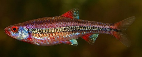 Notropis chromosus