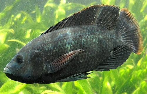 Oreochromis mossambicus