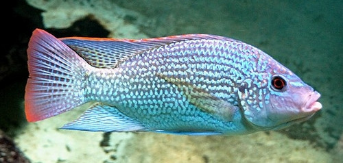 Oreochromis tanganikae