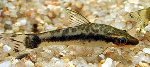 Otocinclus flexilis