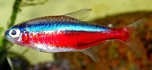 Paracheirodon axelrodi