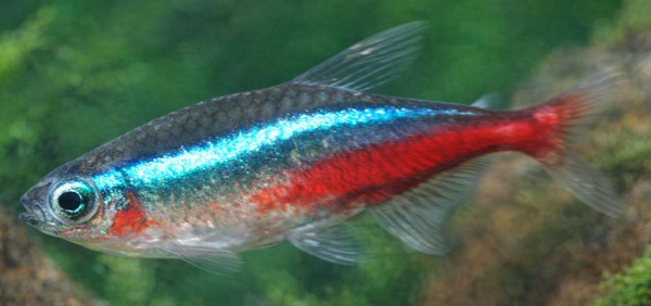 Paracheirodon innesi