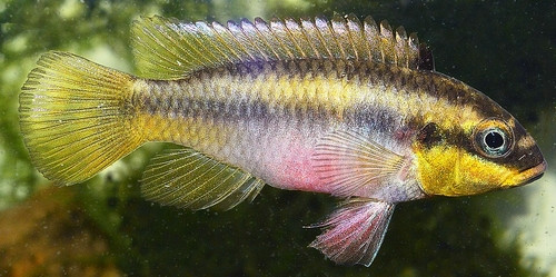 Pelvicachromis drachenfelsi