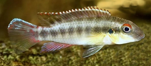 Pelvicachromis humilis