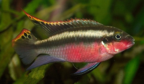 Pelvicachromis pulcher