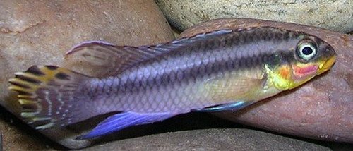 Pelvicachromis taeniatus