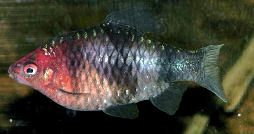 Pethia nigrofasciata