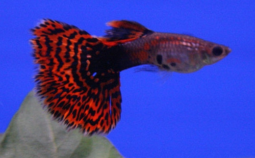 Poecilia reticulata