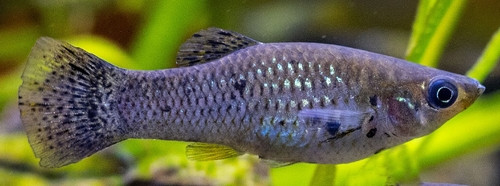 Poecilia sphenops