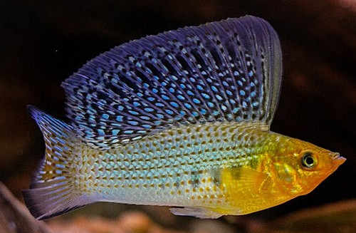 Poecilia velifera