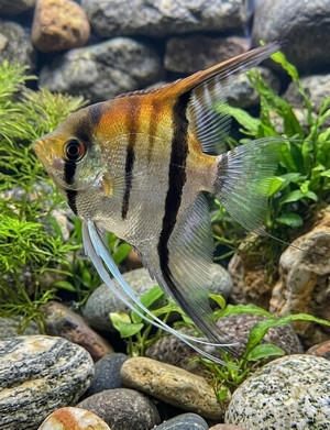 Pterophyllum scalare
