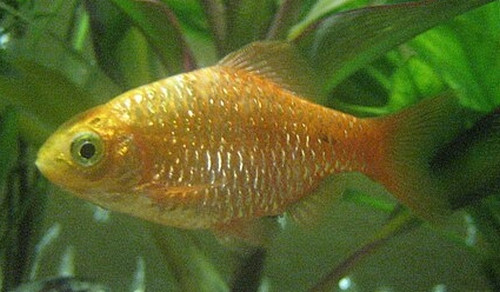Puntius conchonius