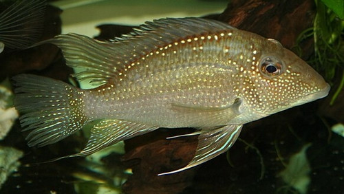 Satanoperca leucosticta