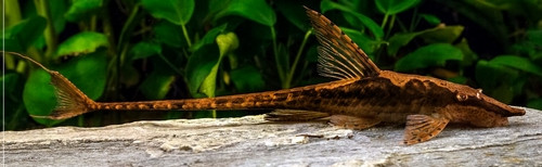 Sturisomatichthys aureus