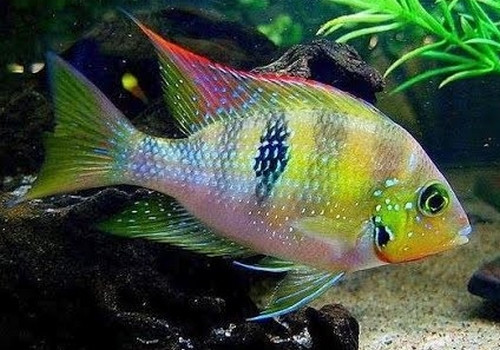 Thorichthys helleri