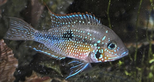 Thorichthys maculipinnis