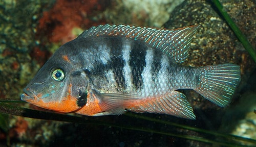 Thorichthys meeki