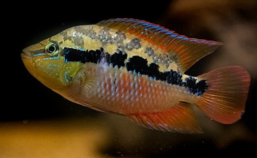 Trichromis salvini