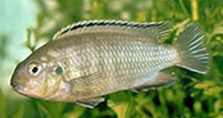 Tropheops tropheops