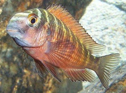 Tropheus moori