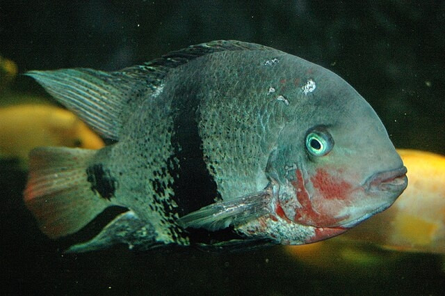 Vieja maculicauda