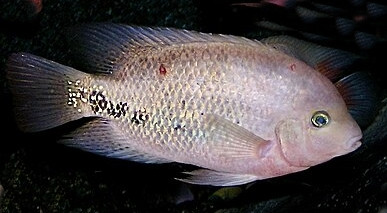 Vieja melanurus