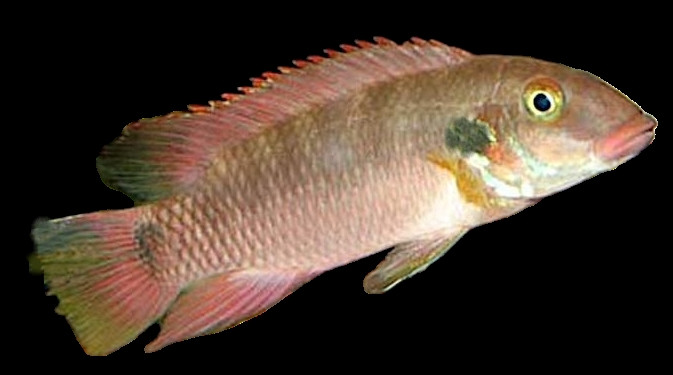 Wallaceochromis rubrolabiatus