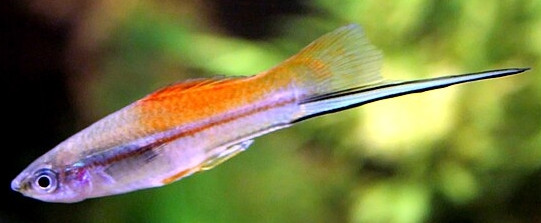 Xiphophorus helleri