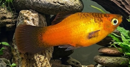 Xiphophorus maculatus