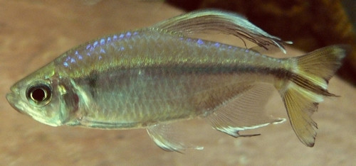 Alestopetersius caudalis