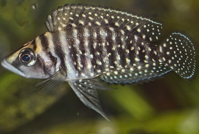Altolamprologus calvus