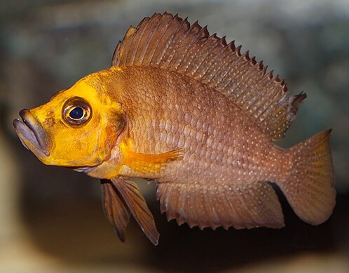 Altolamprologus compressiceps