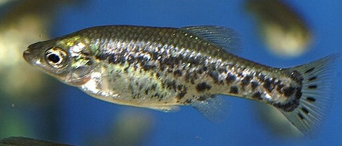 Ameca splendens