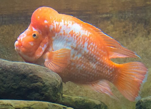 Amphilophus citrinellus