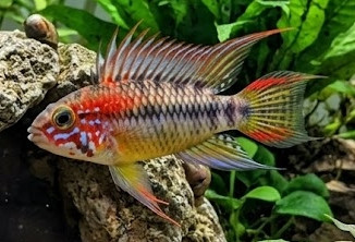 Apistogramma viejita
