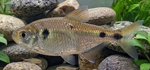Astyanax bimaculatus
