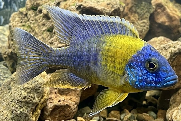 Aulonocara maulana