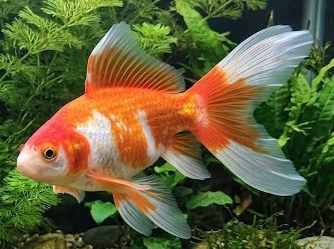Carassius auratus