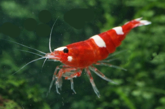 Caridina cantonensis