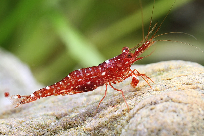 Caridina pareparensis parvidentata