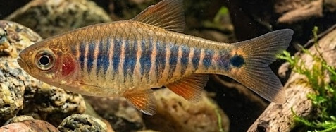 Celestichthys erythromicron