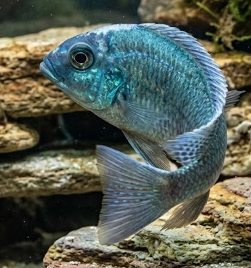 Copadichromis chrysonotus