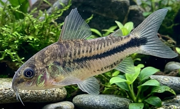 Gastrodermus (Corydoras) pygmaeus