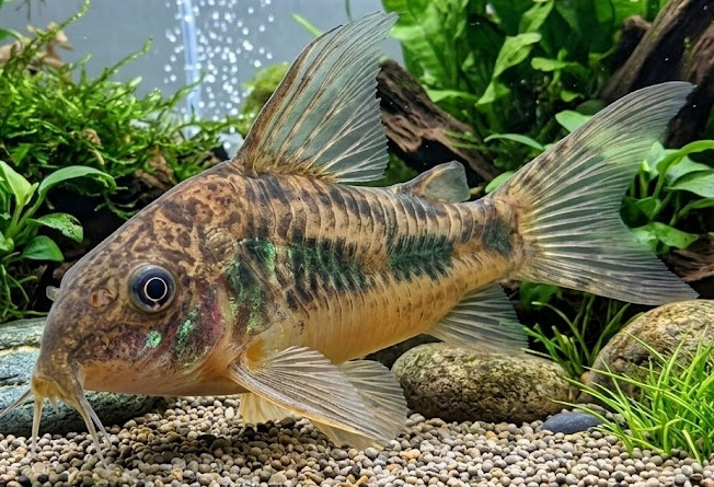 Corydoras (Hoplisoma) paleatus