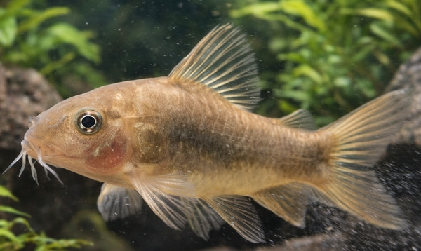 Osteogaster (Corydoras) aeneus