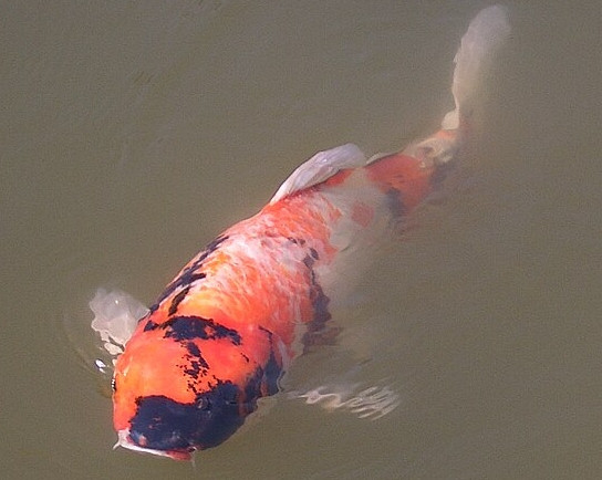 Cyprinus carpio carpio