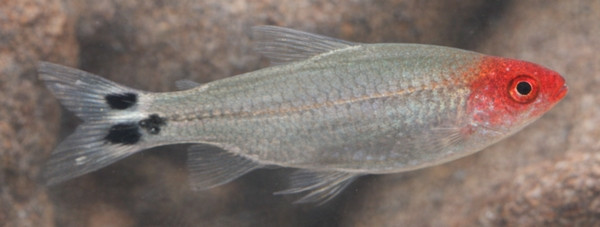 Hemigrammus rhodostomus (Petitella rhodostoma)