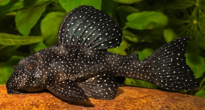 Hypancistrus sp. (L1004-1005)